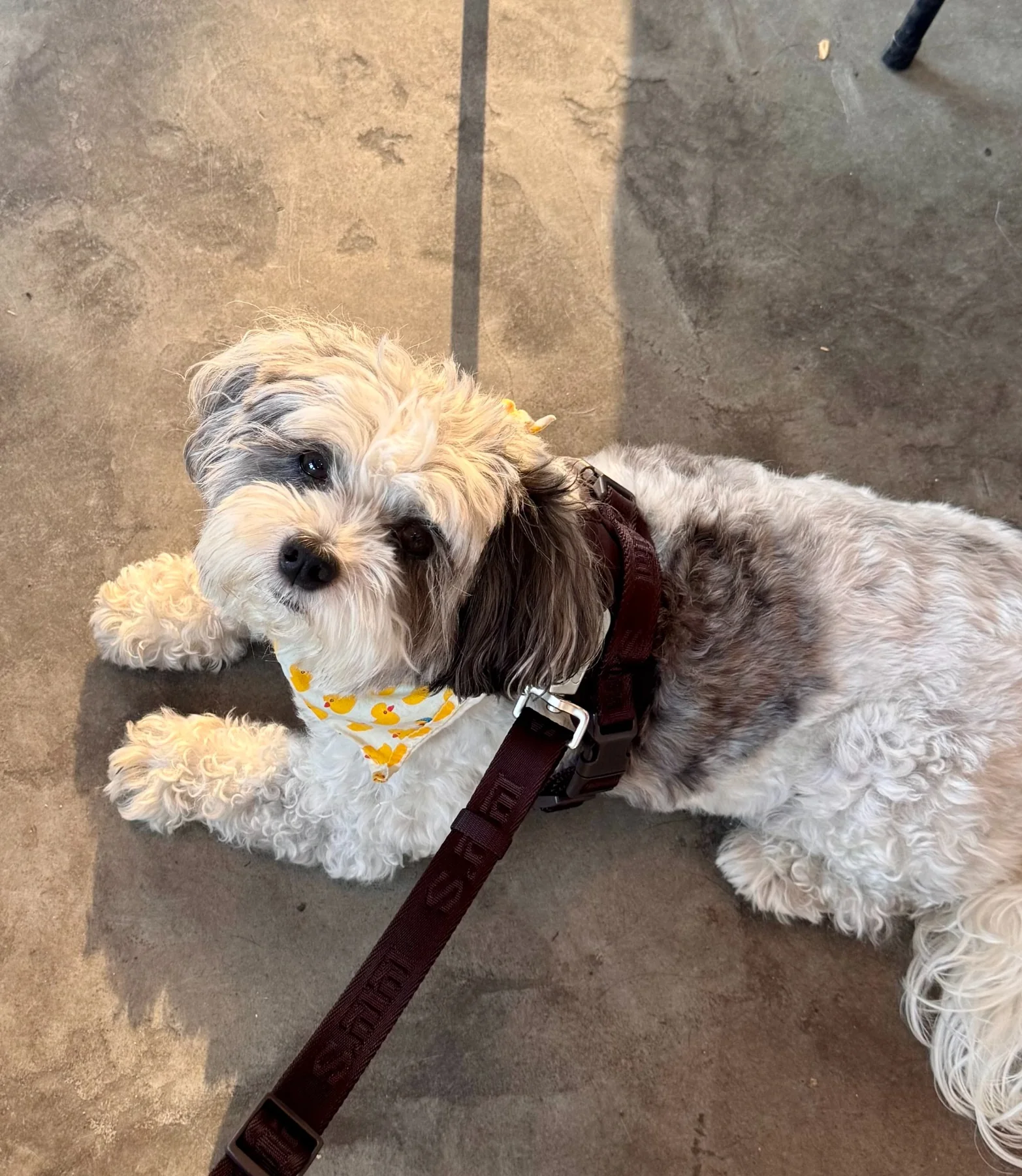 The real Milo resting in his yellow duck bandana