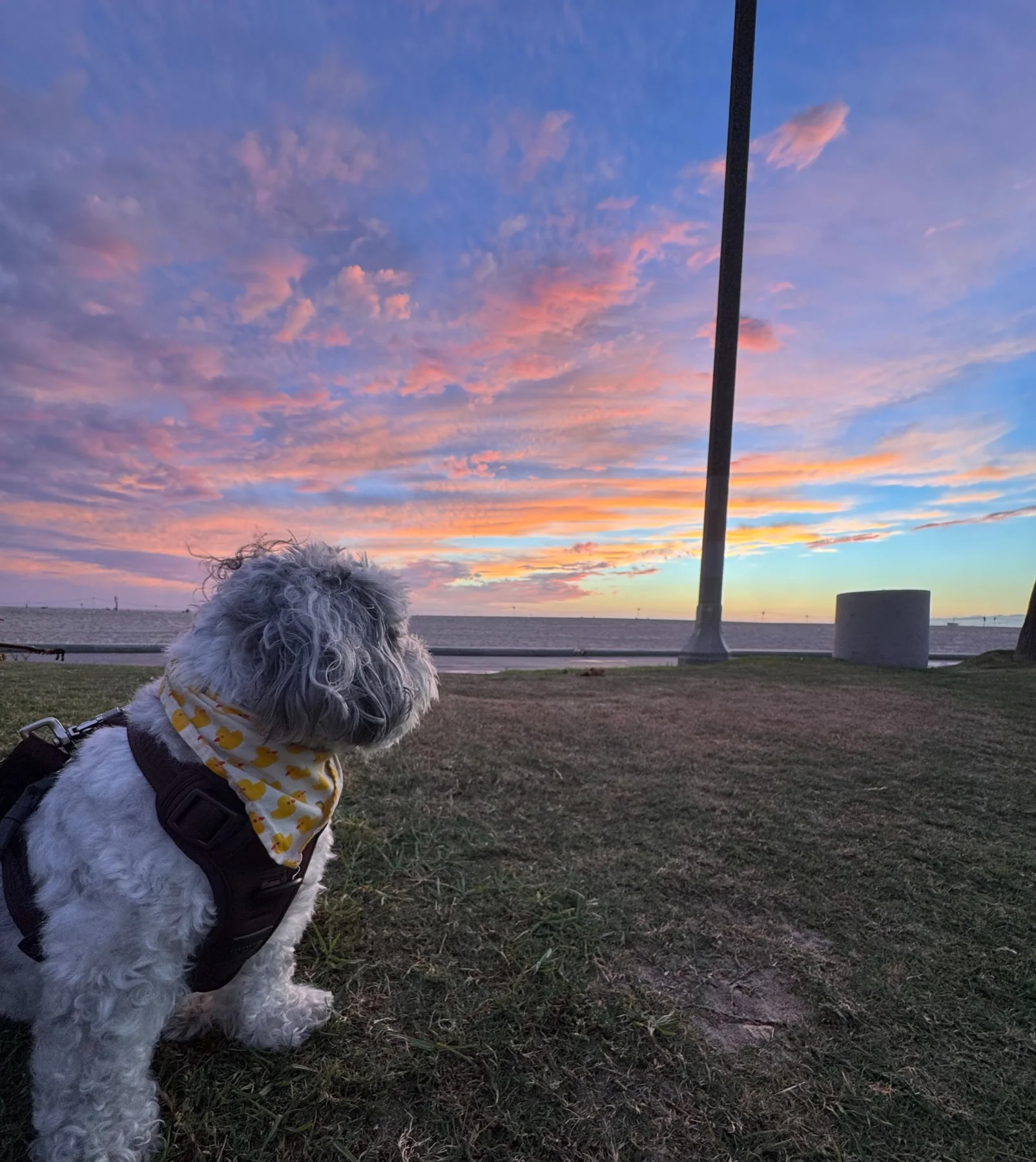 Milo watching a colorful Venice ocean sunset