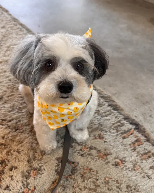 Close-up of Milo looking up at the camera in his duck bandana