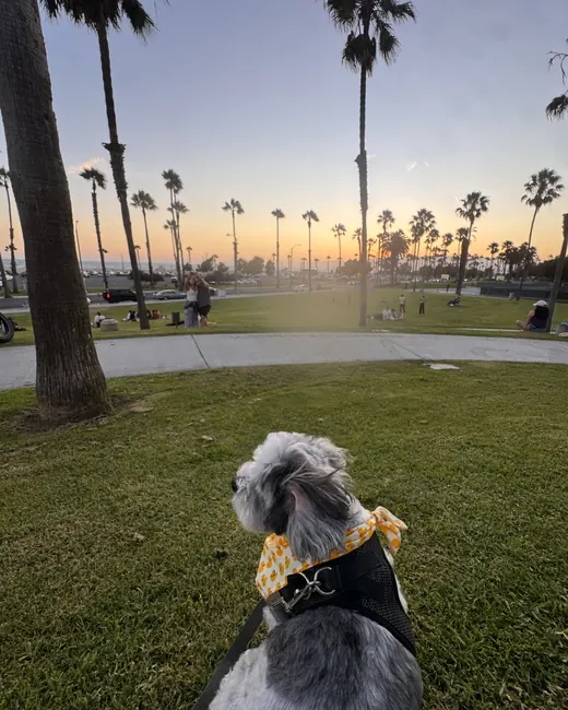 Milo sitting on the grass looking out at a palm-lined sunset
