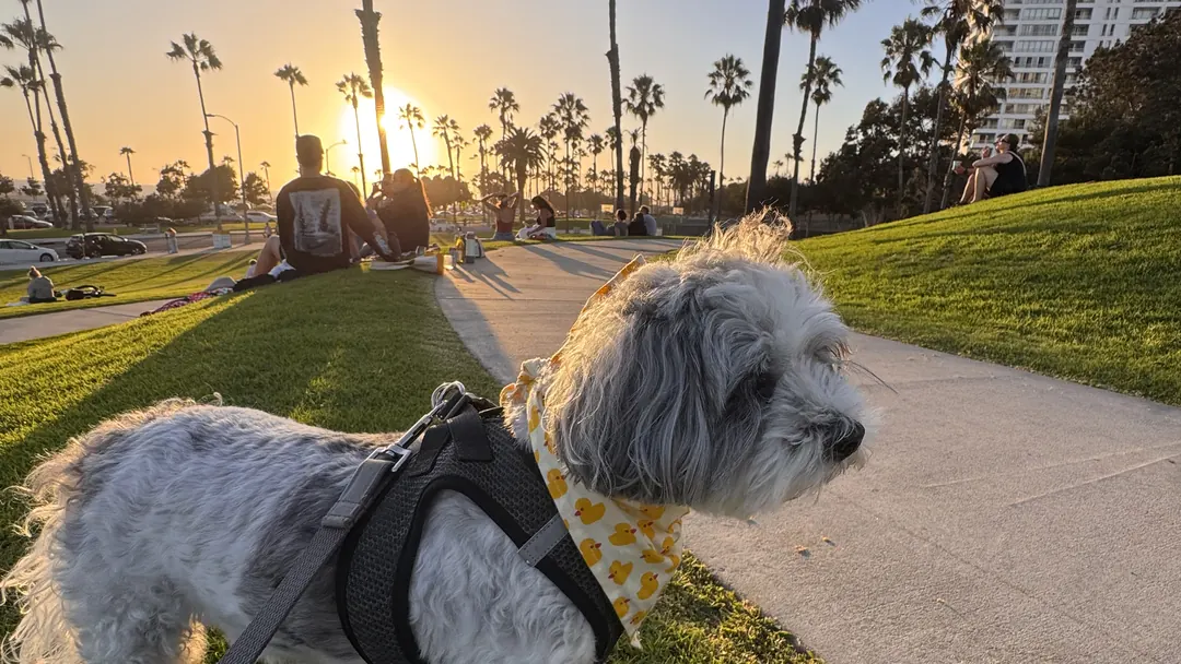 The real Milo standing on the grass at sunset in Venice, California