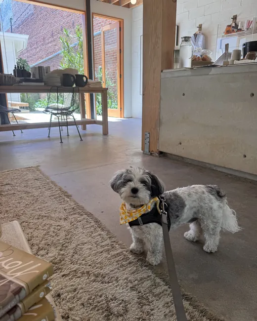 Milo standing on a rug inside a Venice shop
