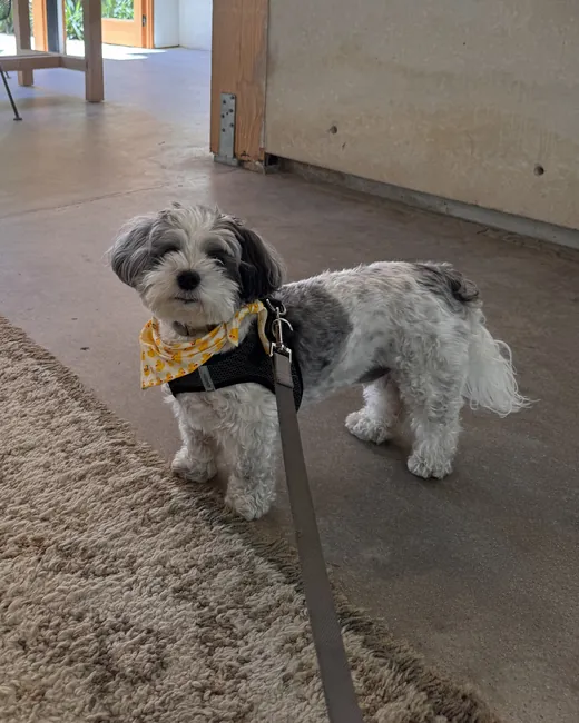 Photograph of the real Milo standing side-on